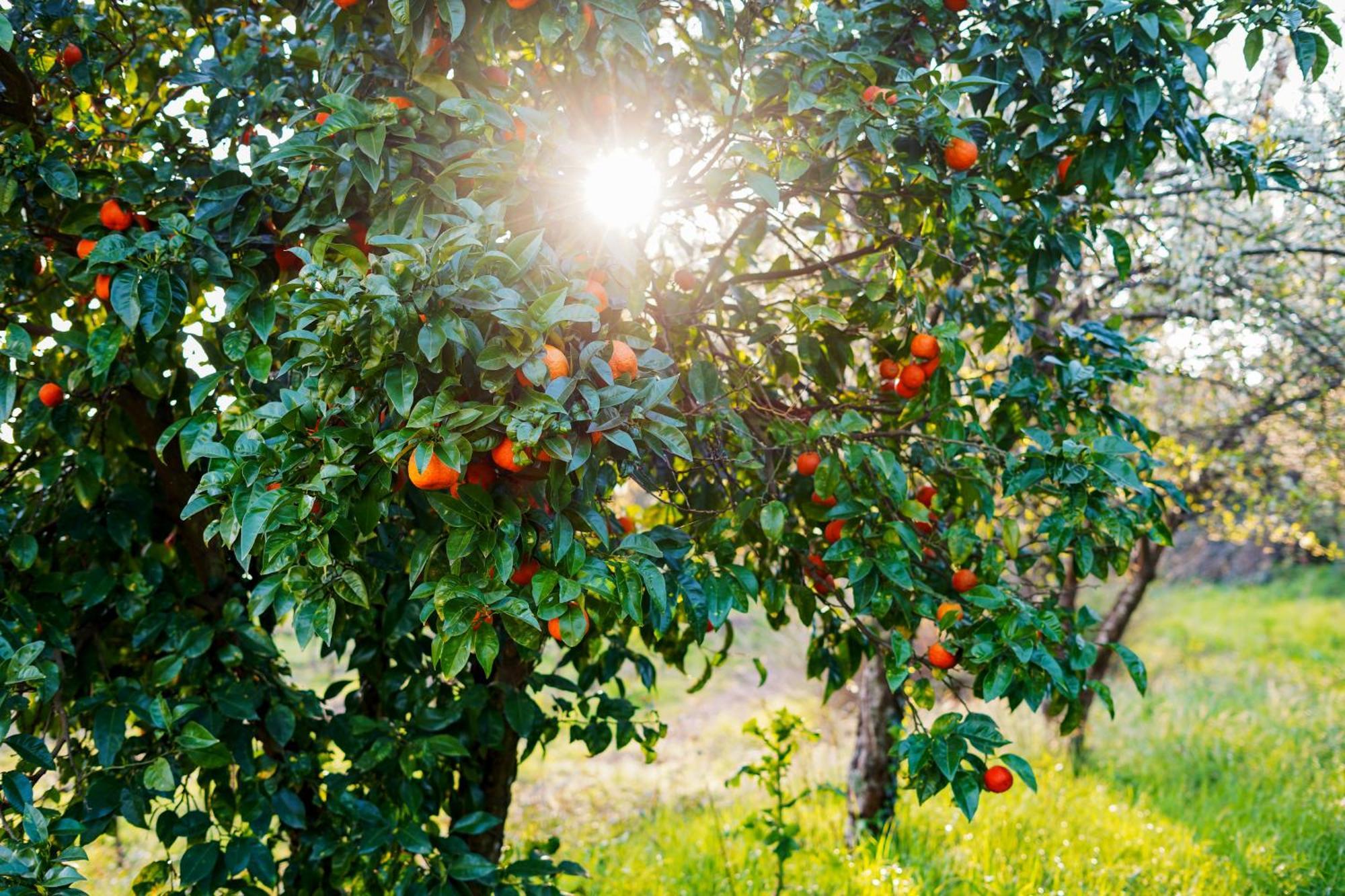 أماريس Solar Das Boucas المظهر الخارجي الصورة